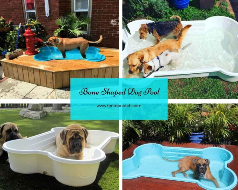 Bone Shaped Dog Pool To Give Your Pet Access To Cool Water