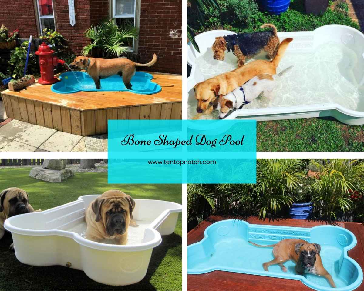 bone-shaped-dog-pool