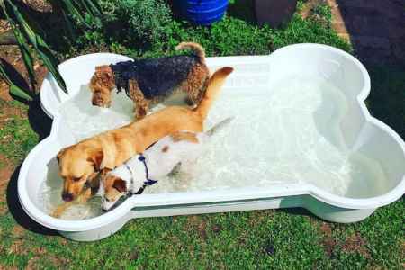 bone-shaped-dog-pool2