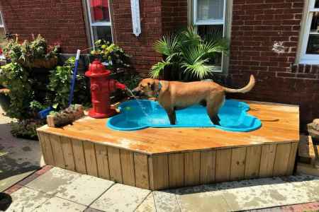 bone-shaped-dog-pool5