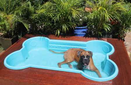 bone-shaped-dog-pool6