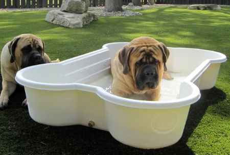 bone-shaped-dog-pool8
